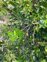 Chinese Privet