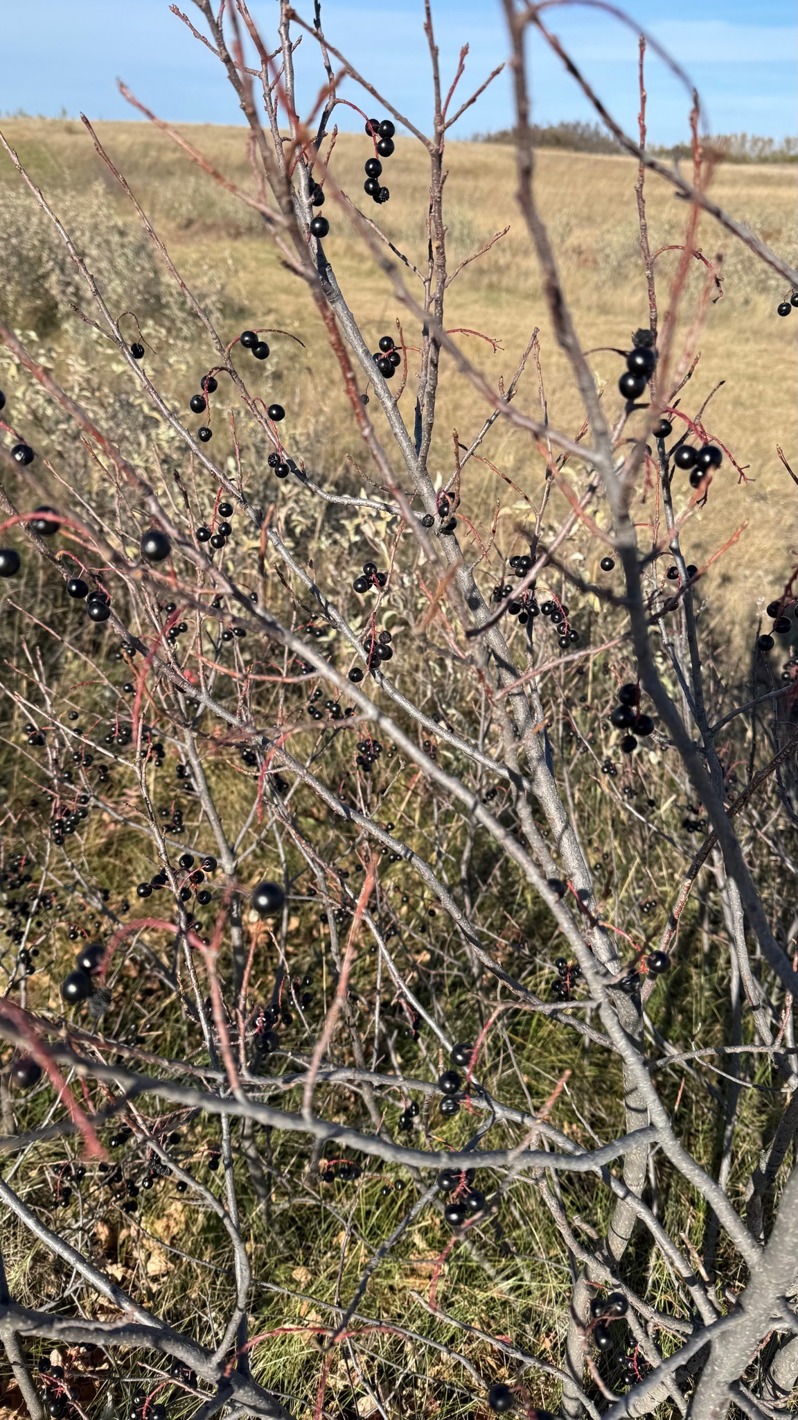 Chokecherry