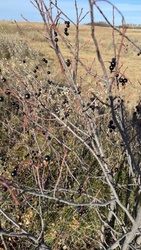 Chokecherry
