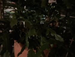 Christmas Cactus