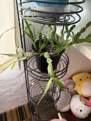 Christmas Cactus
