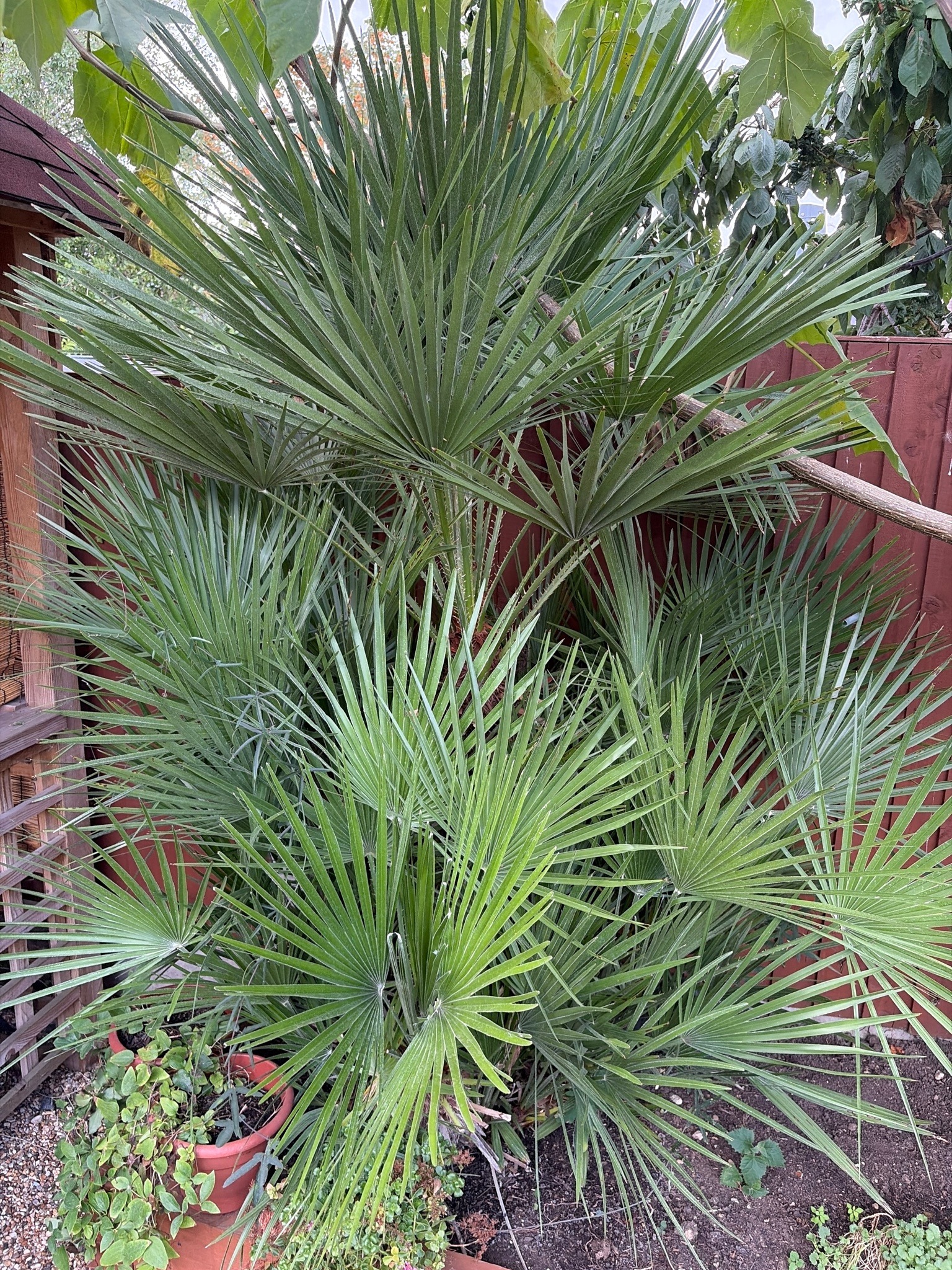 Chusan Palm