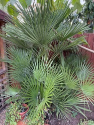 Chusan Palm