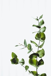 Cider Gum Eucalyptus
