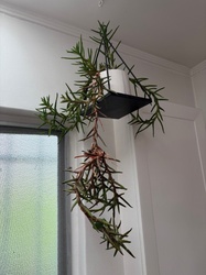 Climbing Aloe