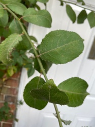 Climbing Rose