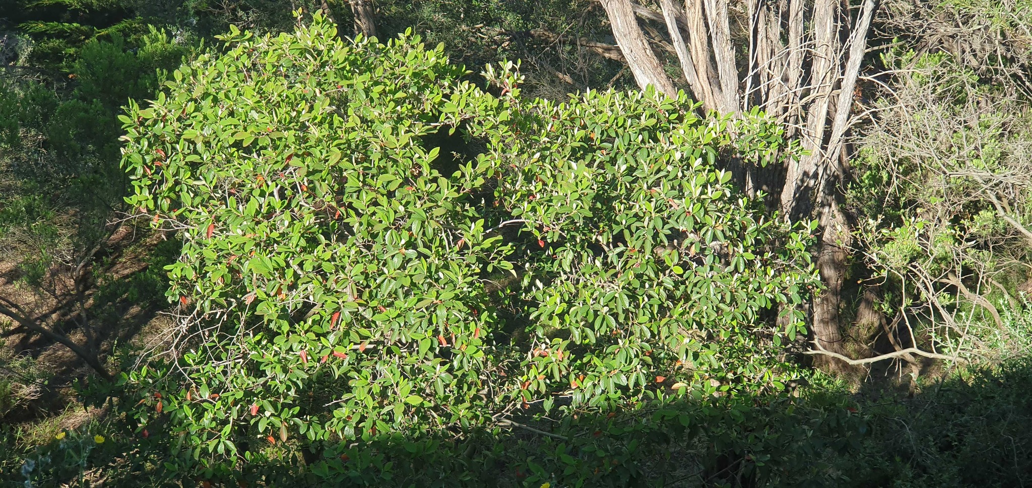 Coast Banksia