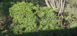 Coast Banksia