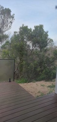 Coast Banksia