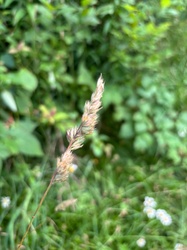 Cock's-foot grass