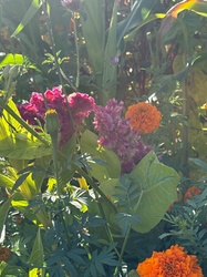Cockscomb and Marigold