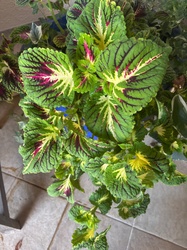 Coleus