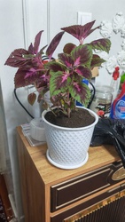 Coleus