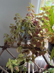 Coleus
