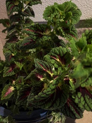 Coleus