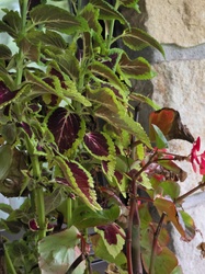 Coleus