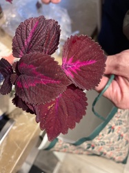 Coleus