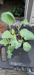 Collard Greens