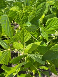 Common Bean