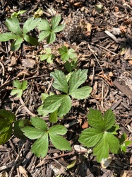Common Cinquefoil