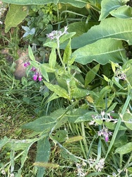 Common Comfrey