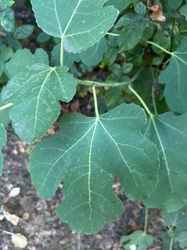 Common Fig