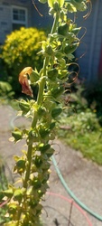 Common Foxglove