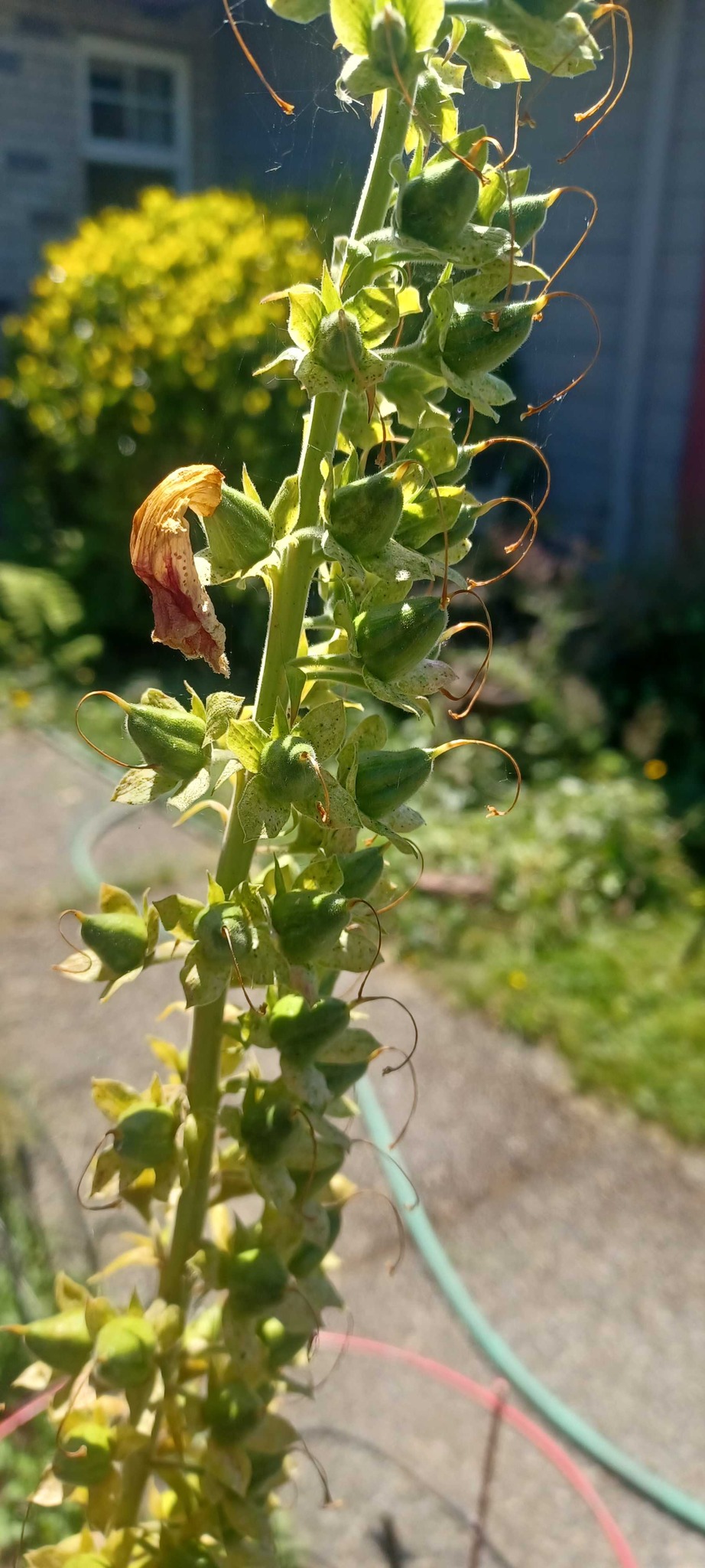 Common Foxglove