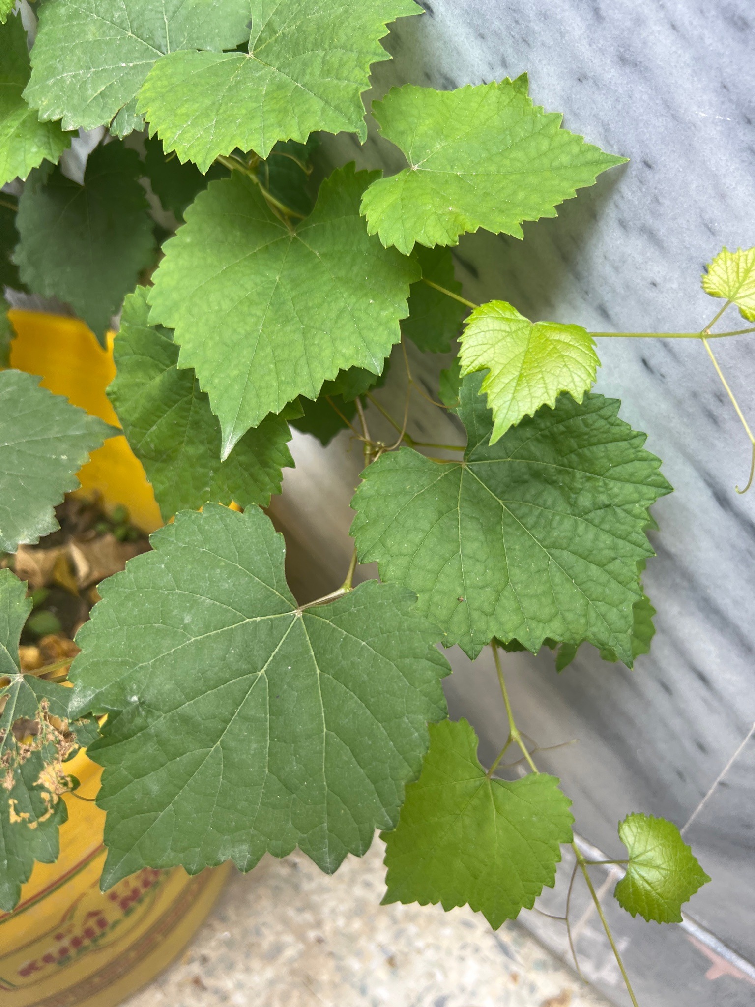Common Grape Vine