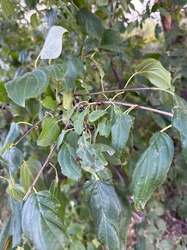 Common Hackberry