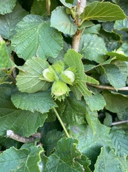 Common Hazel