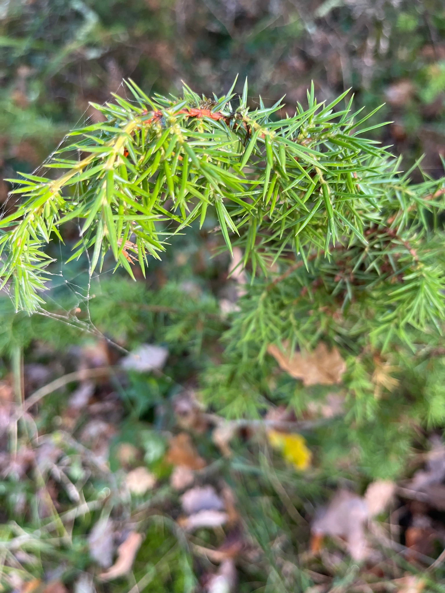 Common Juniper