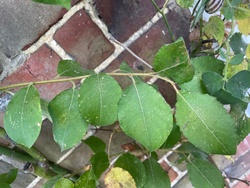 Common Lilac