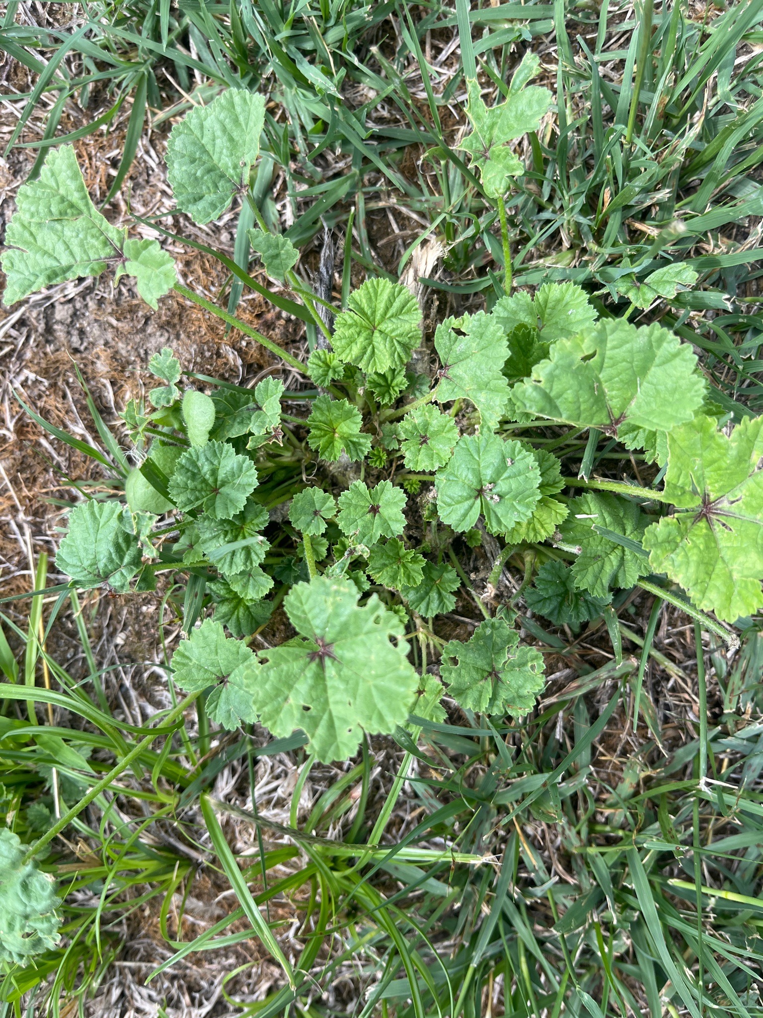 Common Mallow
