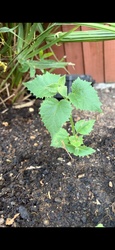 Common Mallow