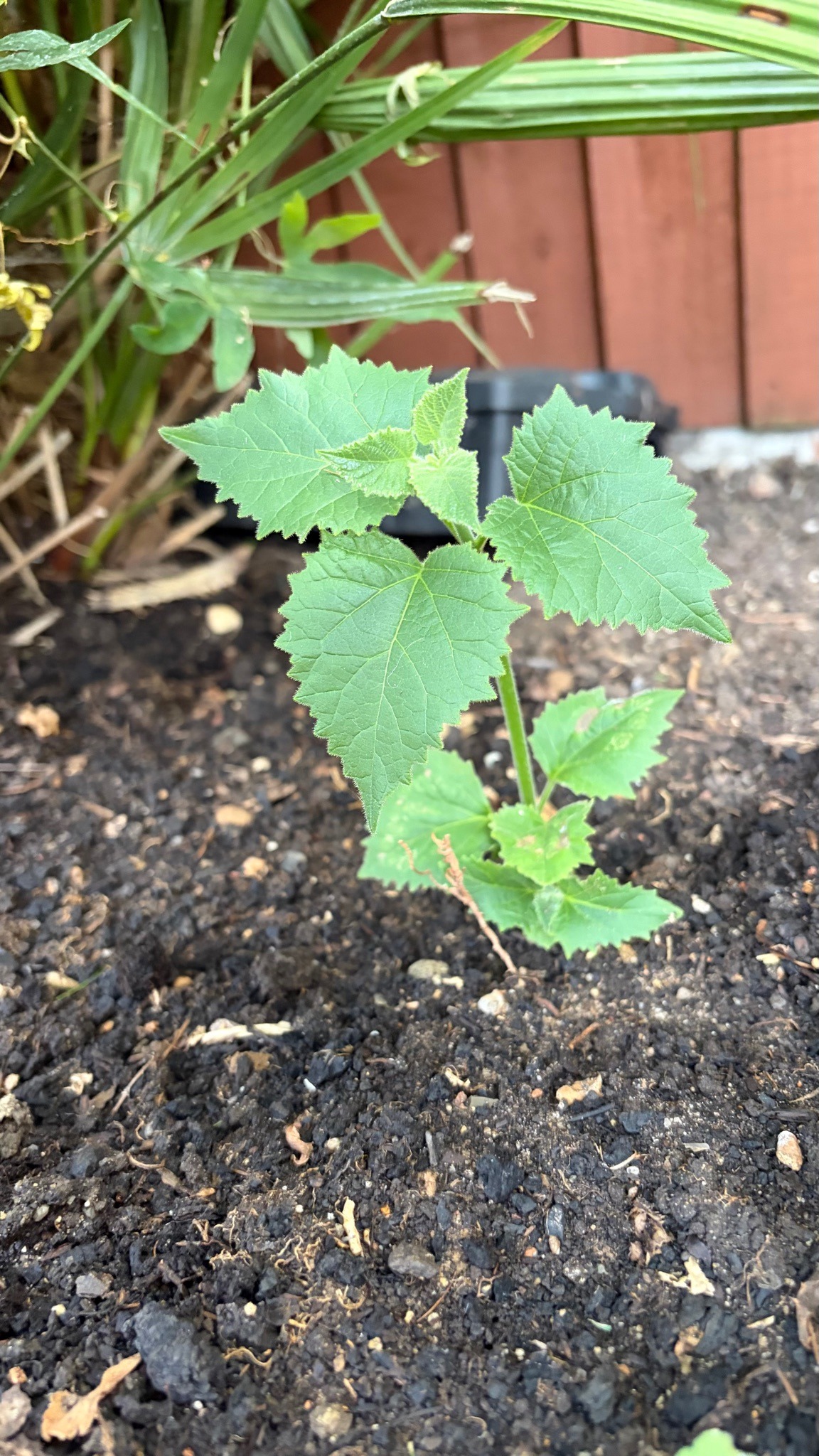 Common Mallow