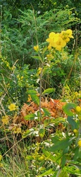Common Mullein