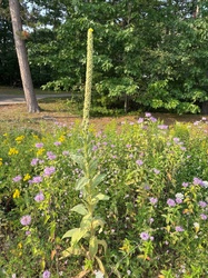 Common Mullein