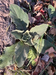 Common Mullein
