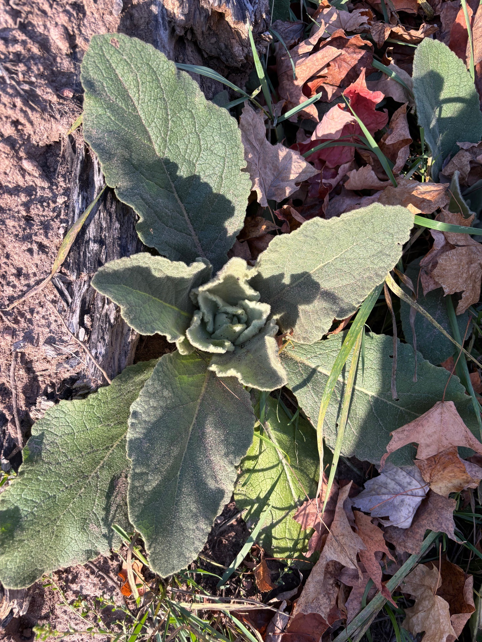 Common Mullein