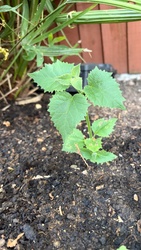 Common Nettle (Seedling)