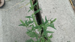 Common Ragweed