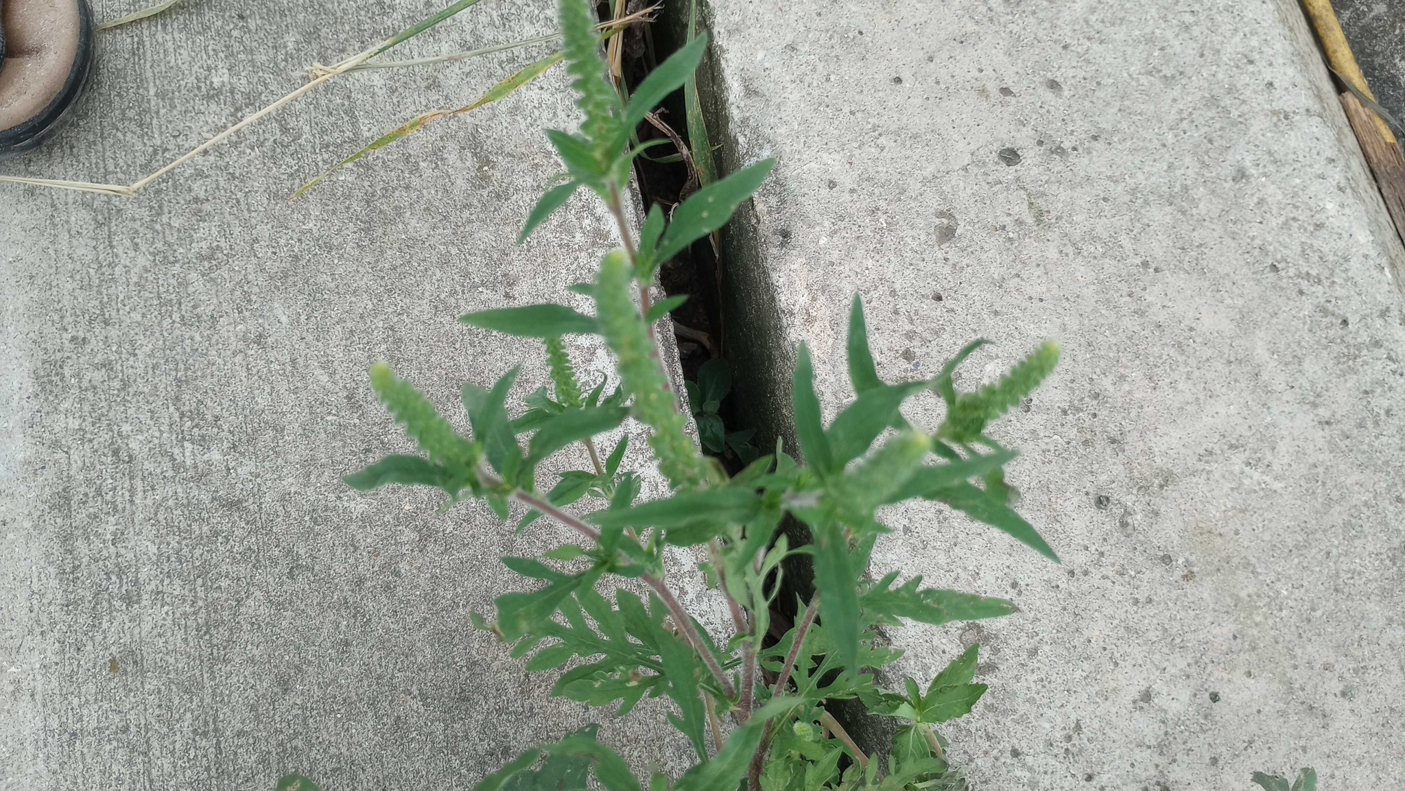 Common Ragweed