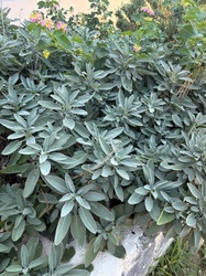 Common Sage