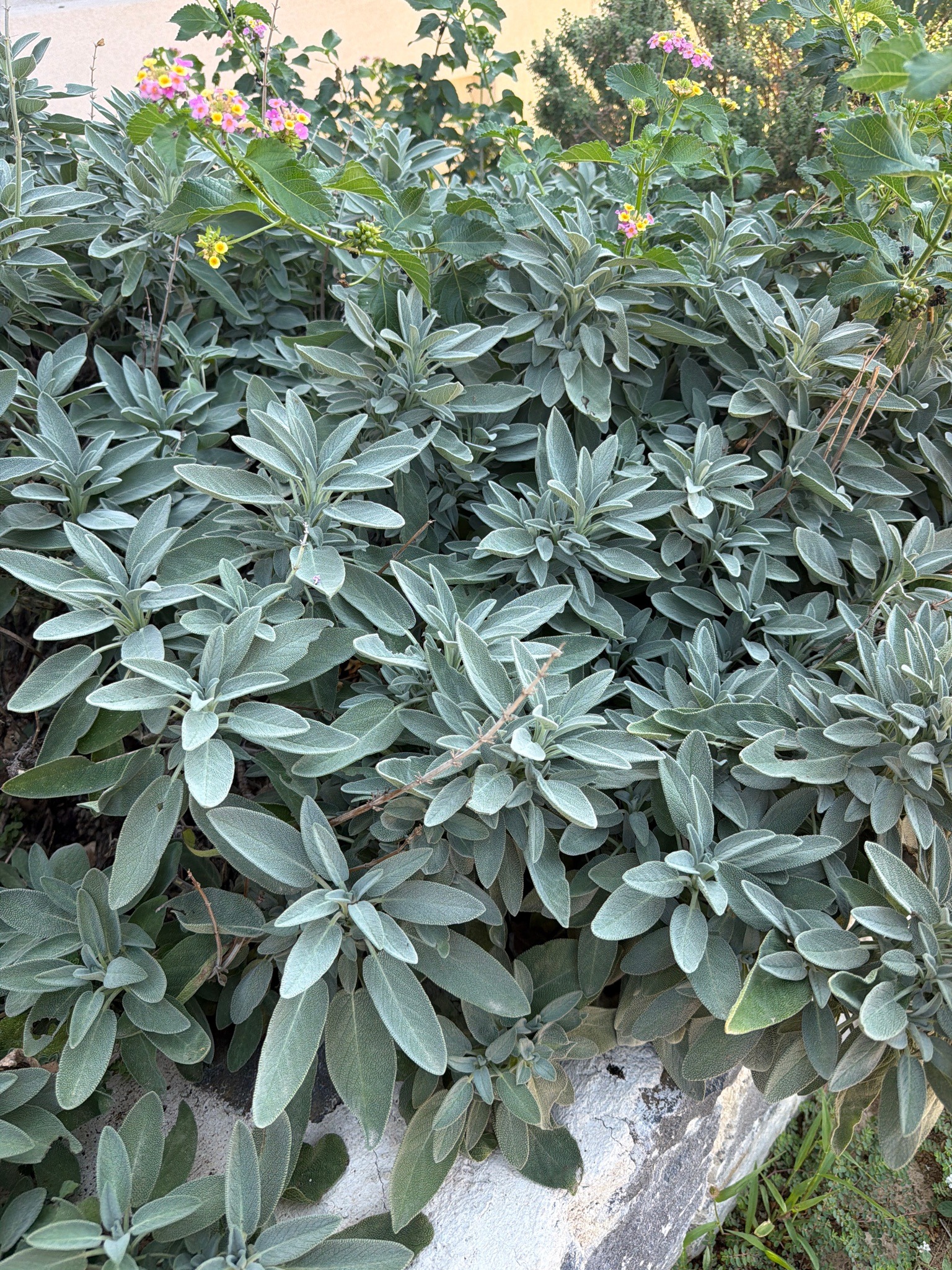 Common Sage