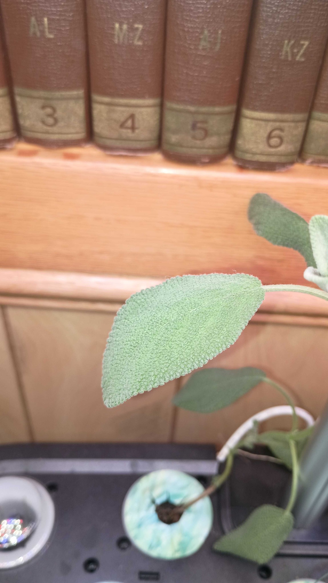 Common Sage