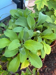 Common Sage
