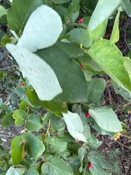 Common Snowberry