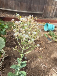 Common Sowthistle