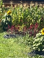 Common Sunflower